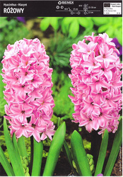 Hiacynt Różowy 3 szt.