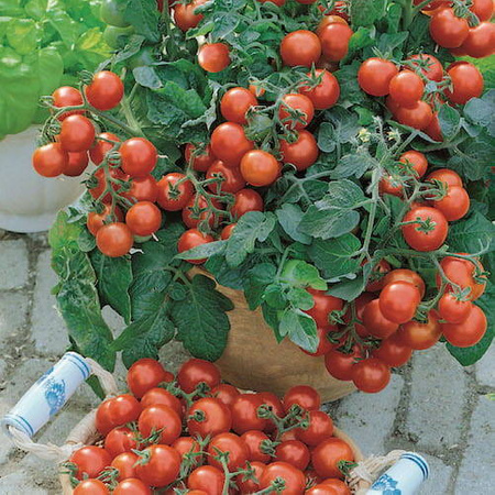Pomidor Cherry 'Vilma' – Kiepenkerl