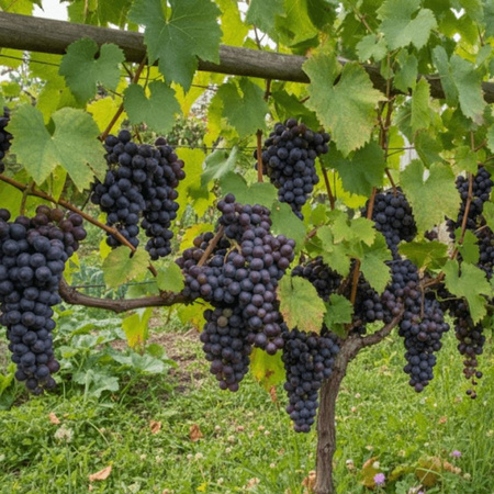 Winorośl Alden – o owocach okrągłych, ciemnoniebieskich – sadzonka w doniczce C2 – Botana