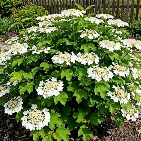 Kalina koralowa Compactum (Viburnum Opulus Compactum) – sadzonka w doniczce C2 – Botana