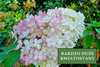 Hortensja Bukietowa 'Vanilla Frise' – Sadzonka 30-40 cm