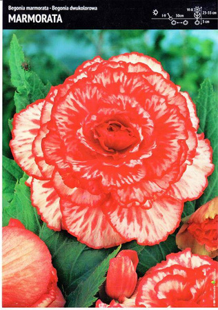 Begonia Bulwiasta 'Marmorata' – Dwukolorowa – 1 szt.