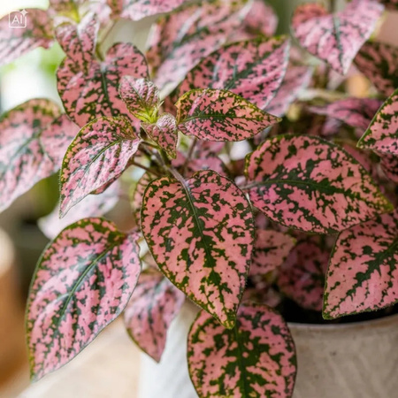 Niedośpian (Hypoestes Pink Panther) – sadzonka