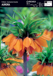 Szachownica Cesarska Aurora 1 szt.