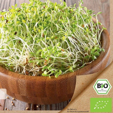 Koniczyna – Nasiona Na Kiełki – Kiepenkerl