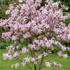 Magnolia Loebnera Leonard Messel  (Magnolia Loebneri Leonard Messel) – sadzonka w doniczce C2 – Botana