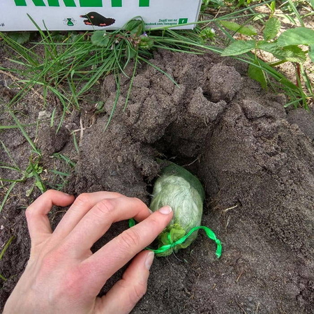 Kunagone – Odstraszacz Kretów – 2 szt.