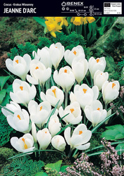Krokus Wielkokwiatowy Jeanne D'arc 10 szt.