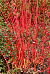 Dereń Biały 'Sibrica' – Sadzonka 40-50 cm