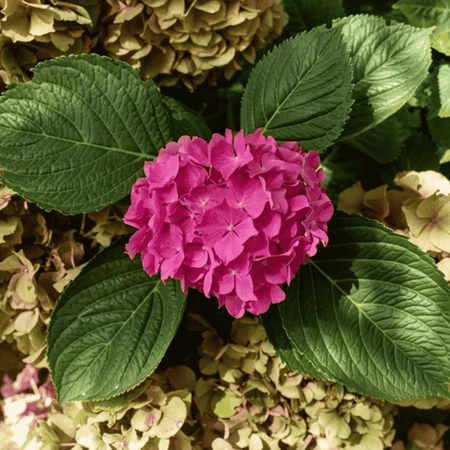 Hortensja Ogrodowa 'Alpengluhen' – Sadzonka 45-60cm