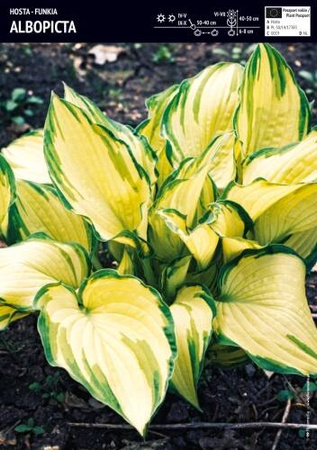 Funkia Hosta 'Albopicta' – 1 szt.