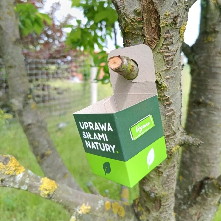 Złotooki bohater Vegano – 600 larw na mszyce, wciornastki, mączliki i wełnowce – 30 m² ochrony