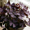 Szczawik trójkątny (Oxalis triangularis Mijke) – sadzonka