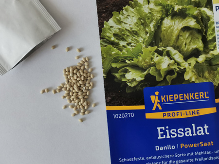 Sałata Lodowa 'Danilo' – Nasiona Otoczkowane – Kiepenkerl