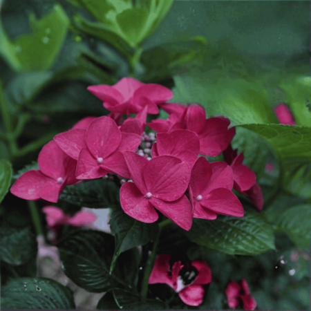 Hortensja Bukietowa 'Wim's Red' – Sadzonka 30-40 cm