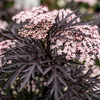 Bez czarny Black Lace (Sambucus Nigra Black Lace) – sadzonka w doniczce C3 – Botana