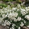 Róża okrywowa Biała The Fairy Pink (Rosa Miniature The Fairy White) – sadzonka w doniczce C1,5 – Botana