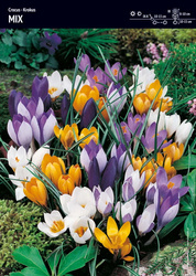 Krokusy – Mieszanka – 30 szt.