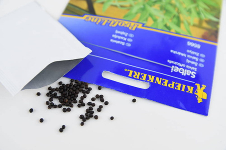 Szałwia – Bardzo Aromatyczna – Kiepenkerl