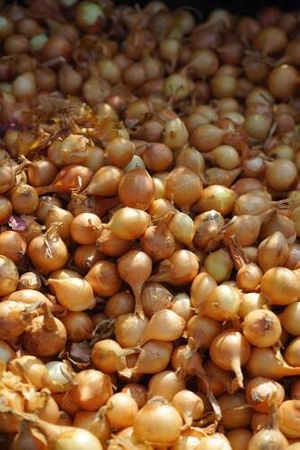 Cebula Szalotka 'Golden Gourment' – Dymka 250 g