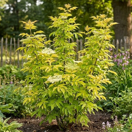 Bez Czarny Golden Tower (Sambucus Nigra Golden Tower) – sadzonka w doniczce C3 – Botana