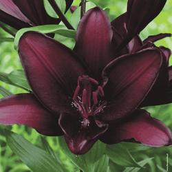 Lilia azjatycka Mapira 1 szt.