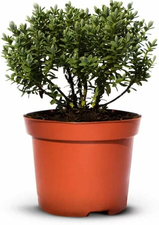 Hebe Veronica Zimozielone – 15 szt. pakiet