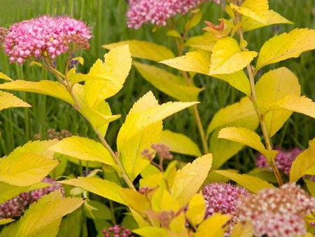 Tawuła Japońska - Golden Princess Złota - 6 szt. pakiet