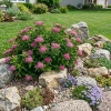 Tawuła Japońska Crispa (Spiraea Japonica Crispa) – sadzonka w doniczce C1,5 – Botana