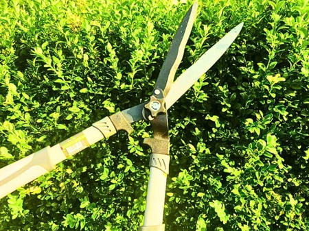 Nożyce do żywopłotu 21cm Green Star