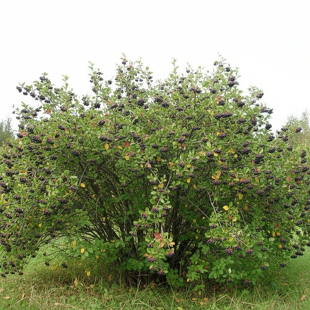 Aronia Czarna (Aronia Melanocarpa) – sadzonka w doniczce C2 – Botana