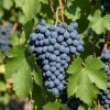 Winorośl Agat Doński (Vitis Agat Doński) – sadzonka w doniczce C2 – Botana