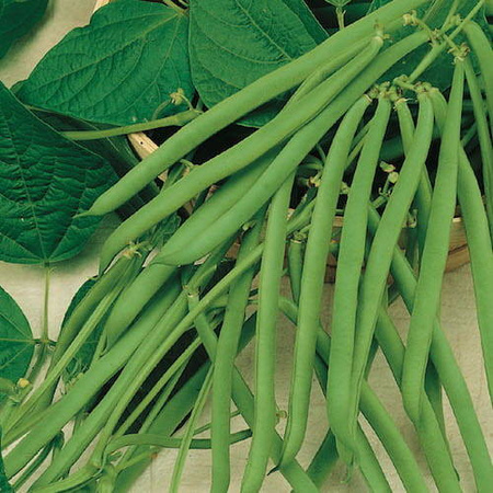 Fasola Szparagowa 'Maxi' – Kiepenkerl