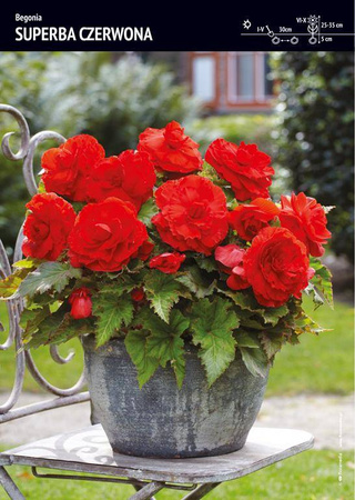Begonia Bulwiasta Superba – Czerwona – 1 szt.