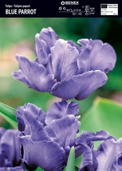 Tulipan Blue Parrot 5 szt.