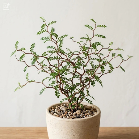 Perełkowiec drobnolistny (Sophora prostrata Little Baby) – sadzonka