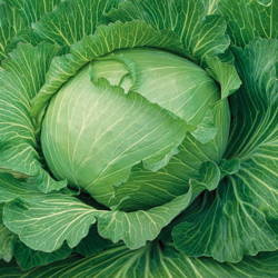 Kapusta Głowiasta Biała 'Brunswijker' – Kiepnekerl