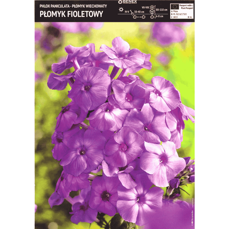 Płomyk wiechowaty fioletowy 1 szt.