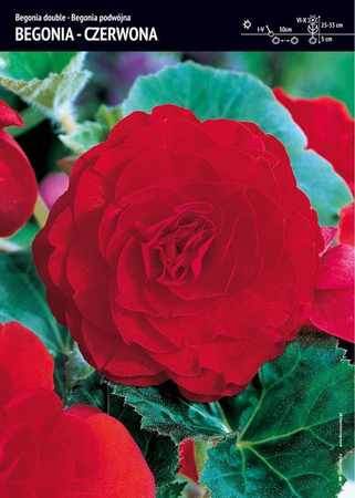 Begonia Bulwiasta Podwójna – Czerwona – 1 szt.