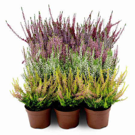 Wrzosy – 15 szt. (5 odmiany po 3 szt.)