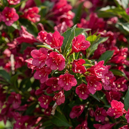 Krzewuszka Bristol Ruby (Weigela florida Bristol Ruby)