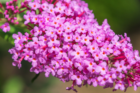 Budleja Davida 'Candy Little Pink' – Sadzonka 30 cm