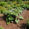 Warzywniak – podwyższona grządka – brąz GPPS 150 x 75 x 30 cm Vegano