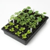 Kuweta Taca Do Wysiewu i Rozsad – 56x31,5 cm Zoigarden