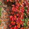 Winobluszcz pięciolistkowy (Parthenocissus quinquefolia) – sadzonka w doniczce C2 – Botana