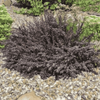 Berberys Thunberga 'Atropurpurea Nana' – Sadzonka 20 cm