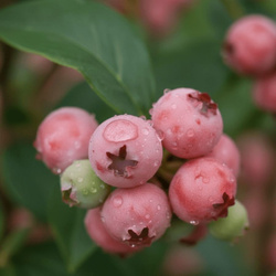 Borówka amerykańska Pink Lemonade – różowe, delikatnie kwaśne owoce – sadzonka w doniczce C1,5 – Botana