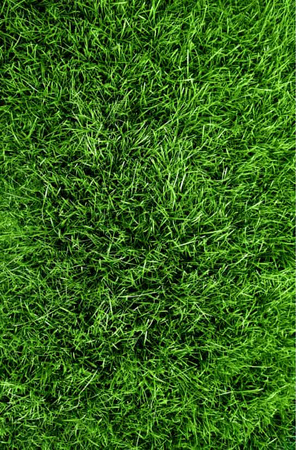 Wysokoazotowy Nawóz Do Trawnika – Wspierany Naturą – 8 kg Vegano