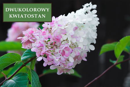 Hortensja Bukietowa 'Pink Lady' – Sadzonka 40-50 cm