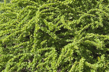 Berberys Thunberga 'Green Carpet' - Sadzonka 20 cm